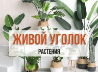 Саженцы