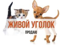 Отдам в добрые руки