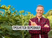 Мастер чистоты