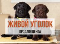 Отдам щенков