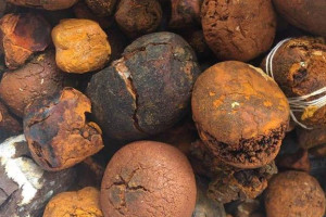 ​Buy cow /Ox Gallstone Available On Stock Now @ (WhatsApp: +237673528224)