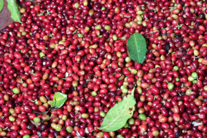 Try it today Arabica coffee+256790560642 coffee Farmer Boost exports USA Italy Germany