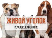 Щенки